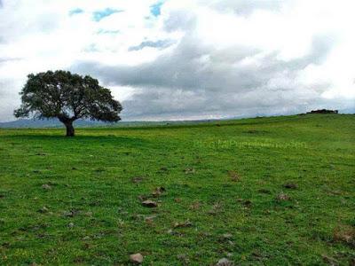 La llamada agónica del medioambiente