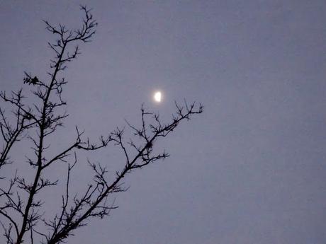 Detrás de las sombras de unas ramas aparece la luna