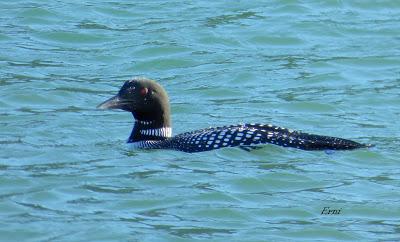 GALA DE DESPEDIDA DE LA INVERNADA