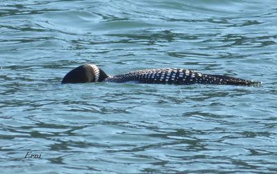 GALA DE DESPEDIDA DE LA INVERNADA