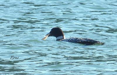 GALA DE DESPEDIDA DE LA INVERNADA