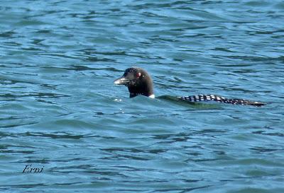 GALA DE DESPEDIDA DE LA INVERNADA
