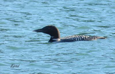 GALA DE DESPEDIDA DE LA INVERNADA