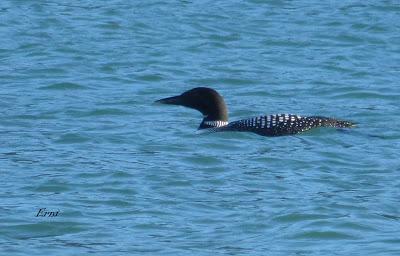 GALA DE DESPEDIDA DE LA INVERNADA