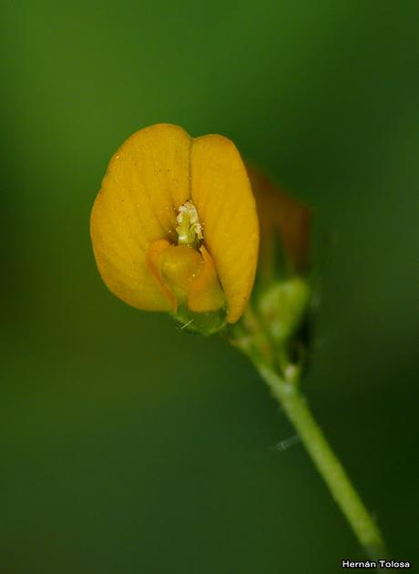 Macros de flores (serie amarilla) Macros de flores (serie amarilla)