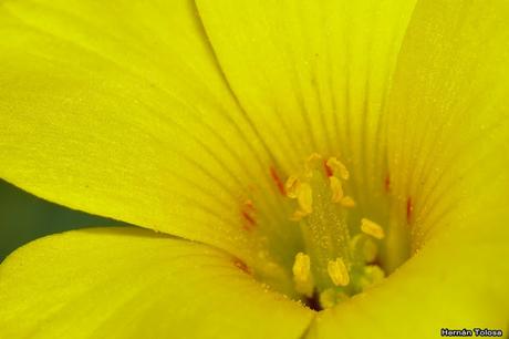 Macros de flores (serie amarilla)