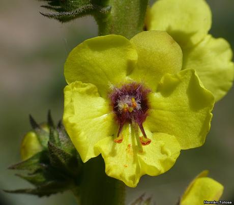 Macros de flores (serie amarilla)