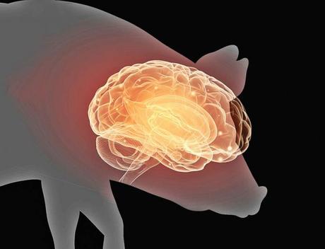 Restauran algunas funciones del cerebro de un cerdo que llevaba 4 horas muerto