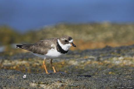 Faro de José Igancio