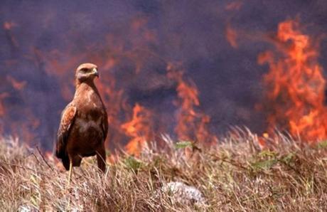 Por incendio en San Miguelito animales podrían refugiarse en la ciudad