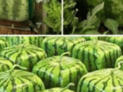 Sandías Minecraft (existen)