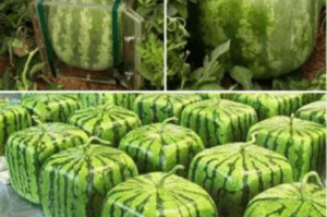 Sandías Minecraft (existen) .