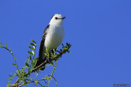 Viudita blanca (Fluvicola albiventer)