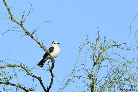 Viudita blanca (Fluvicola albiventer)