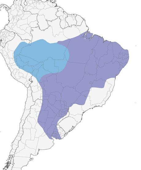 Viudita blanca (Fluvicola albiventer)