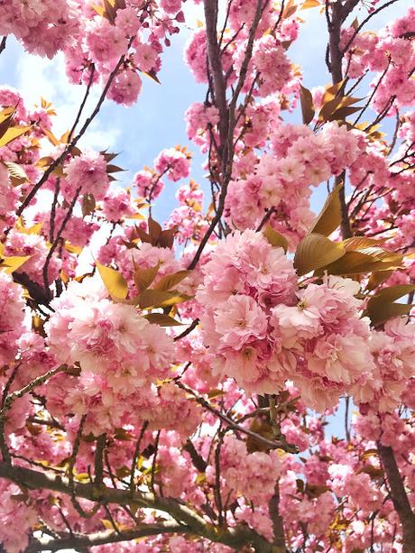 Descubrimientos del mes /Abril 19'/ Descubrimientos del mes /Abril 19'/