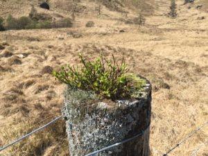 Loch Lomond & The Trossachs National Park: Ruta 1. Ardlui – Ben Vorlich – Tarbet Train Station