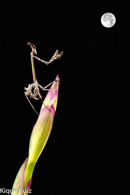 Macro fotografía doble exposicion