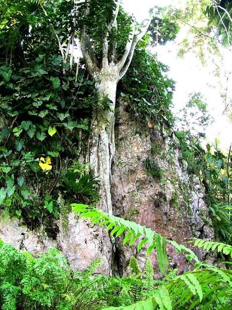 Maravillas naturales de Cuba: Orquideario de Soroa