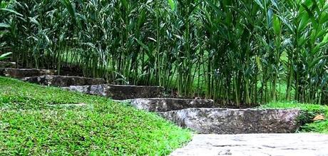 Maravillas naturales de Cuba: Orquideario de Soroa