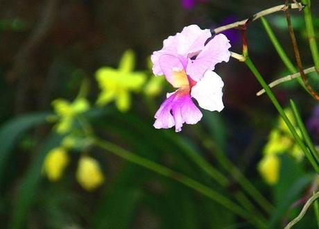 Maravillas naturales de Cuba: Orquideario de Soroa