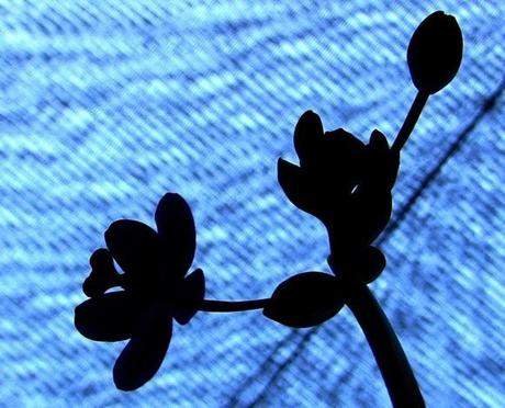 Maravillas naturales de Cuba: Orquideario de Soroa