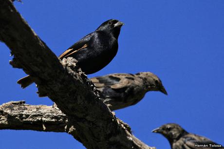 Por campos de Cañuelas (abril de 2019)