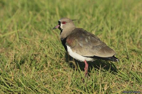 Por campos de Cañuelas (abril de 2019)