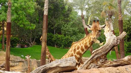 Visitamos Bioparc Valencia con los niños