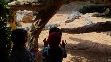 Visitamos Bioparc Valencia con los niños