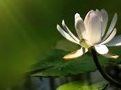 secretos corazón, meditación activa, atención plena