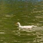 Realizan la Primera Jornada Cultural y Ecológica Salvemos el Parque de Morales