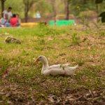 Realizan la Primera Jornada Cultural y Ecológica Salvemos el Parque de Morales