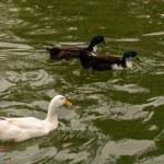 Realizan la Primera Jornada Cultural y Ecológica Salvemos el Parque de Morales