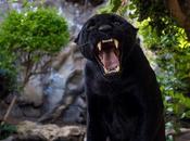 Loro Parque bienvenida nuevo jaguar