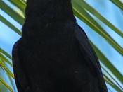 Cuervo Española (White-necked Crow) Corvus leucognaphalus (Daudin, 1800)