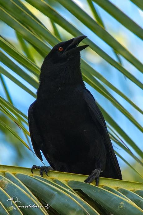 Cuervo de La Española (White-necked Crow) Corvus leucognaphalus (Daudin, 1800)