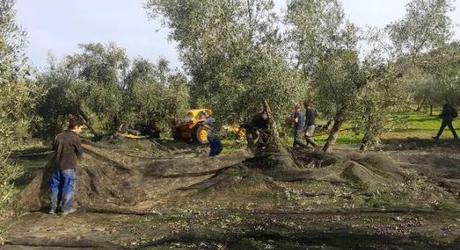 La Junta amplia el plazo para  presentar la PAC