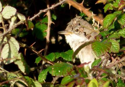 COMENZARON LOS CONCIERTOS POLÍGLOTAS