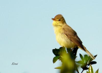 COMENZARON LOS CONCIERTOS POLÍGLOTAS