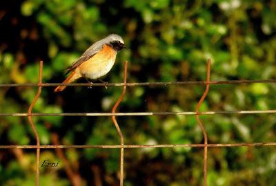 COMENZARON LOS CONCIERTOS POLÍGLOTAS