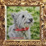 Artista potosina realiza pinturas de animales rescatados Artista potosina realiza pinturas de animales rescatados