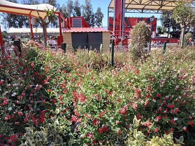 PLANTAS COLOR ROJO FERRARI