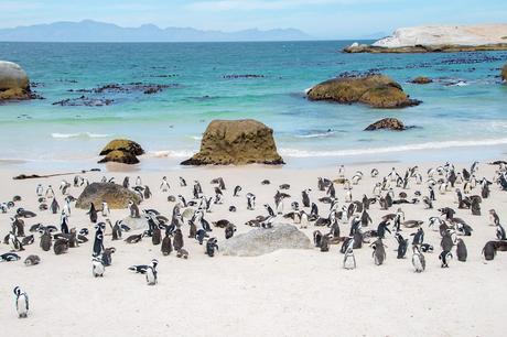 Boulders-Penguin-Colony-Cape-Town-9-1024x683 ▷ Boulders Penguin Colony, Ciudad del Cabo