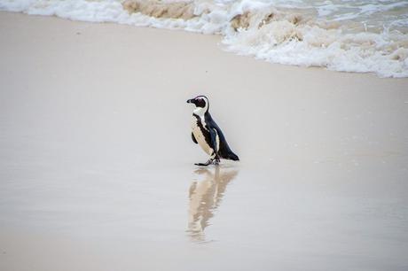 Boulders-Penguin-Colony-Cape-Town-17-1024x683 ▷ Boulders Penguin Colony, Ciudad del Cabo