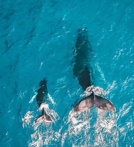 ▷ ¿Por qué debería visitar Sudáfrica en el invierno? newz-11 ▷ ¿Por qué debería visitar Sudáfrica en el invierno?