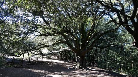 Ruta circular desde el aparcamiento de la Alzina del Salari | Sant Llorenç del Munt Ruta circular desde el aparcamiento de la Alzina del Salari | Sant Llorenç del Munt