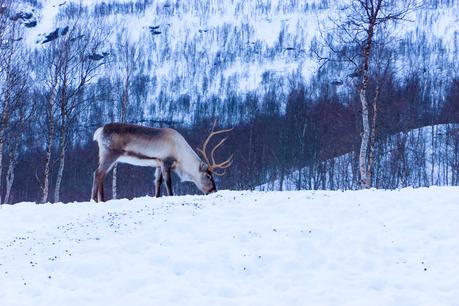 visit-norway-spring-reindeer ▷ El mejor momento para visitar Noruega (dependiendo de lo que quieras ver)