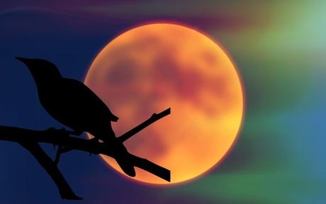 La filomena y el pájaro solitario de san Juan de la Cruz