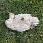 Autoridades siguen dejando morir el Parque de Morales